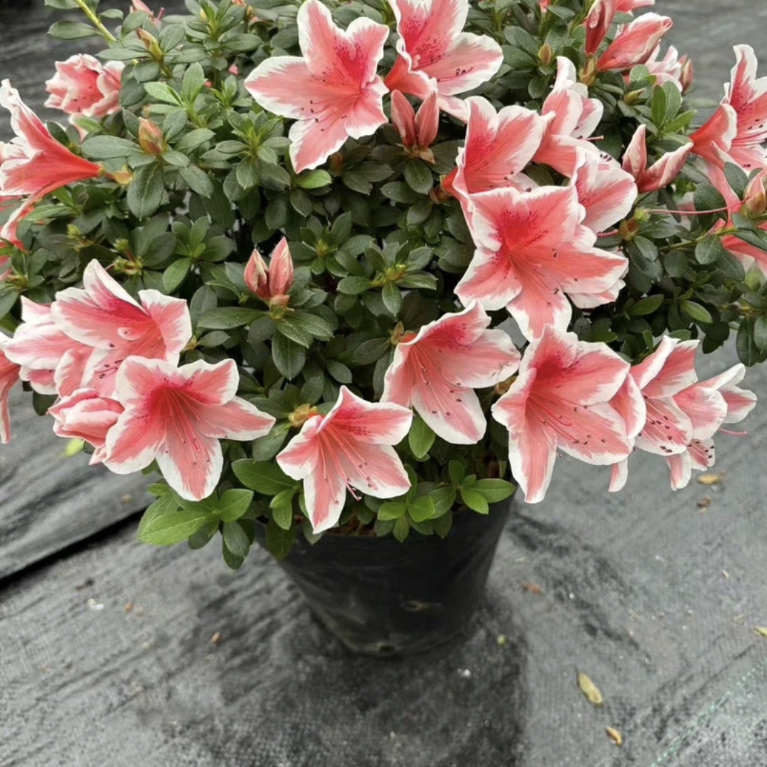 皋月杜鹃花自家基地直发品种多耐寒，耐热，室外室内易养活