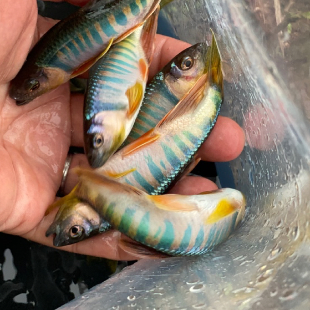 一物一拍直播间链接 非直播勿拍 任意拍下默认发小包饲料