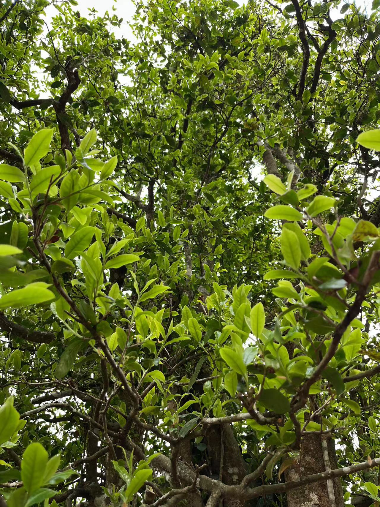 云深问客200克马鞍山拍5扎笋叶