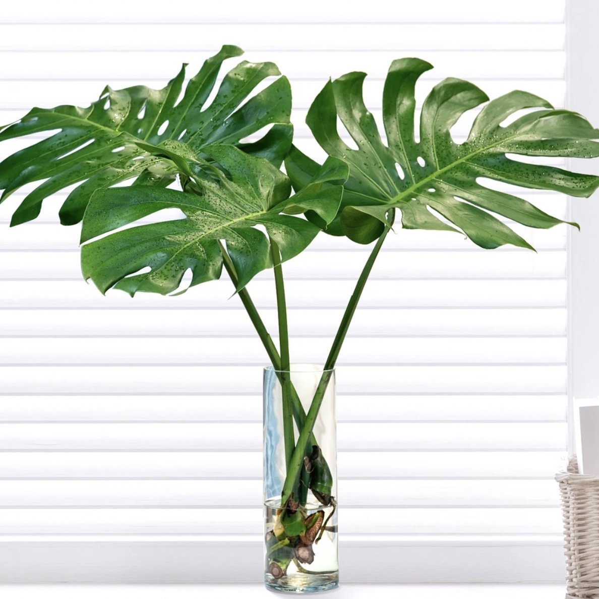 龟背竹土水培盆栽北欧室内风大叶除甲醛龟背竹常绿水培植物龟背竹