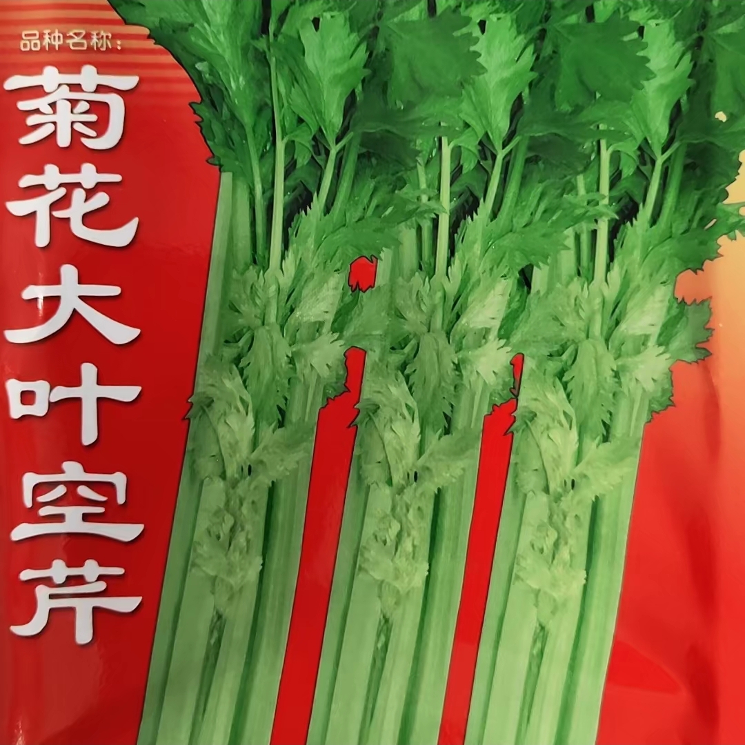 菊花大叶空芹种子