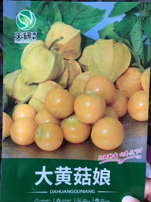 大黄菇娘种子高棵