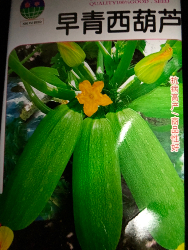 早青西葫芦种子10克