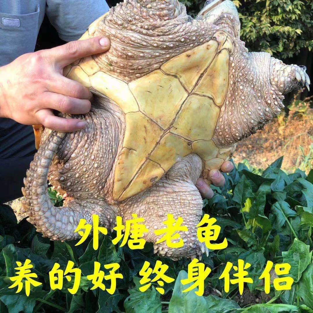 外塘养殖北美鳄鱼龟可养可养可观赏红烧煲汤（顺丰包邮包活到家）
