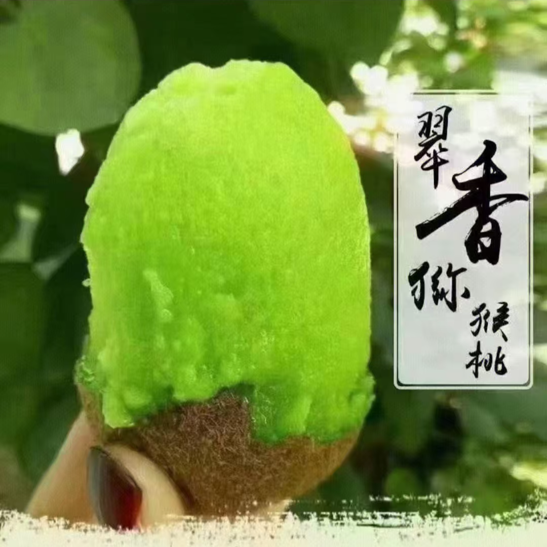 陕西眉县翠香绿心猕猴桃果园现摘现发产地直发包邮5斤-9斤绿色