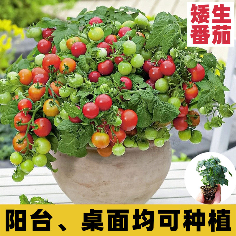 矮生番茄种子红色圣女果千禧果高产樱桃番茄四季阳台盆栽蔬菜种子