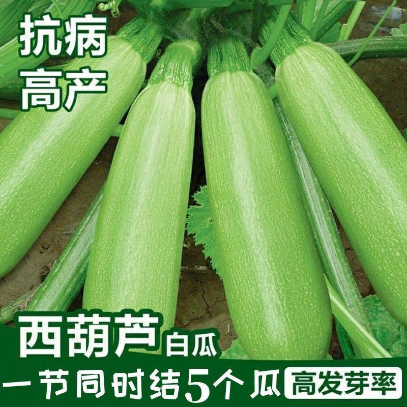 西葫芦种子原种新品种高产早熟耐热四季易种阳台盆栽春季蔬菜种子