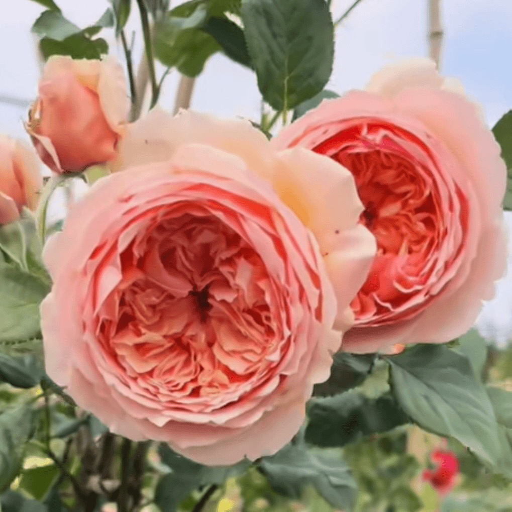 【真宙】超大苗灌木浓香阳台庭院月季玫瑰花卉