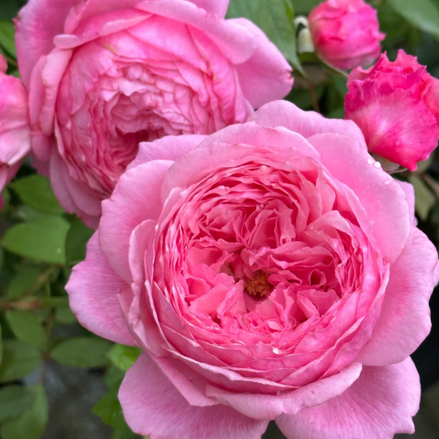 【女人的遗产传世芳华】超大花丰花勤花灌木阳台月季