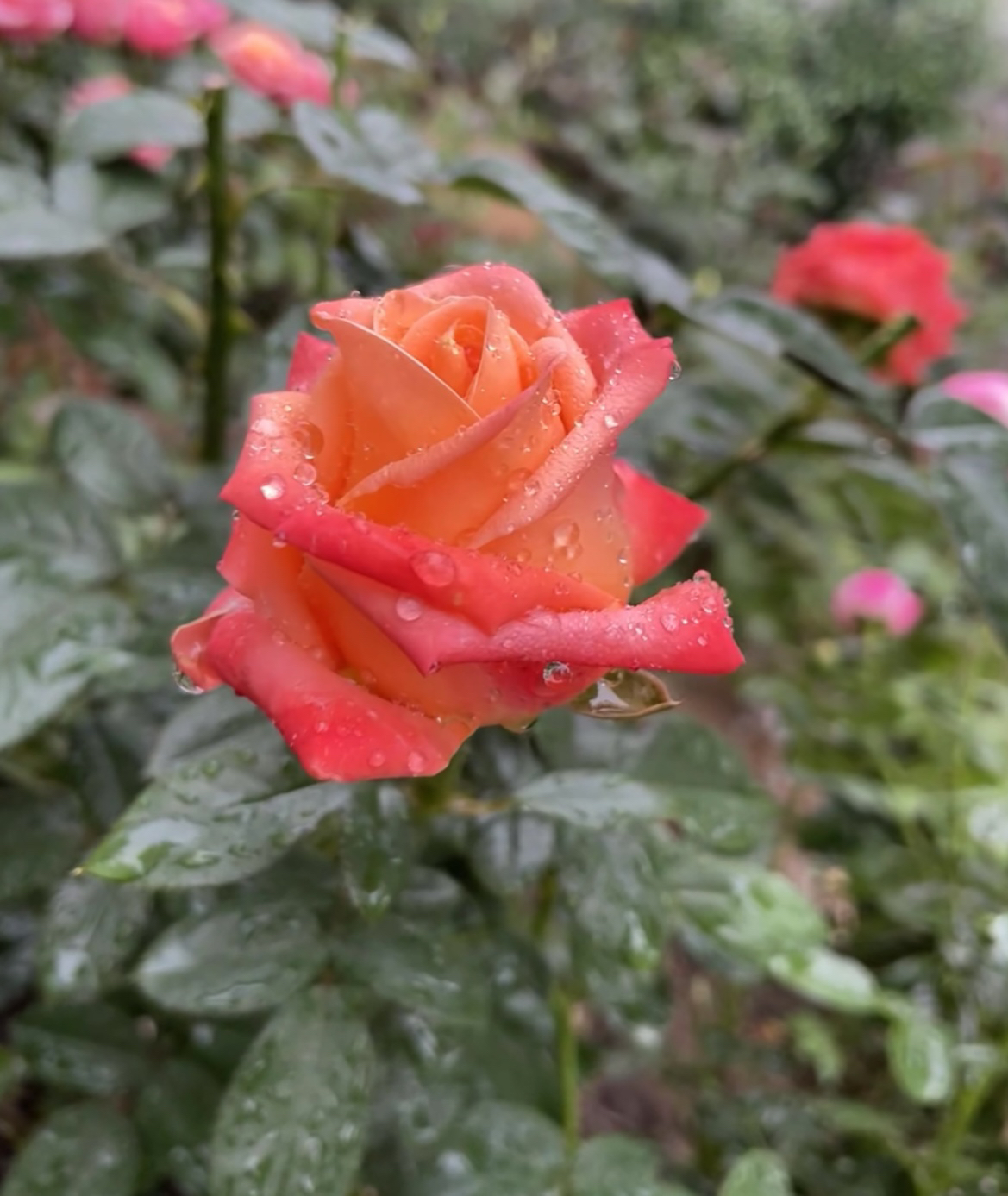 【巫术】新品老橙色月季玫瑰  阳台庭院露天玫瑰月季