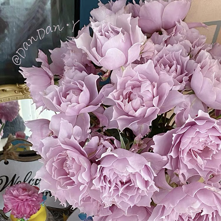 【幻紫】大花淡香美人尖丰花阳台庭院月季玫瑰花卉