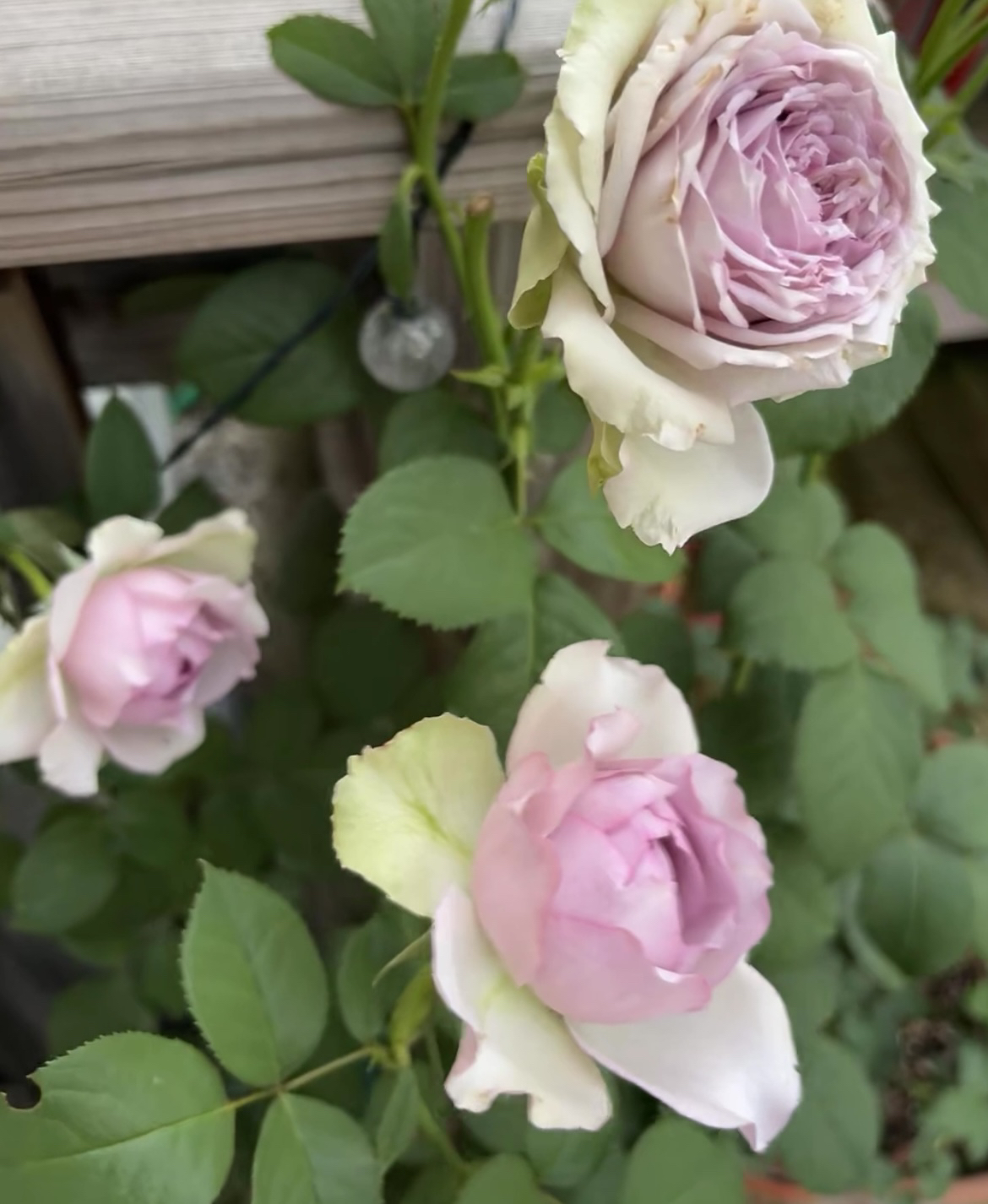 【首饰盒/珠宝盒】新品复古紫绿浓香阳台庭院盆栽玫瑰月季