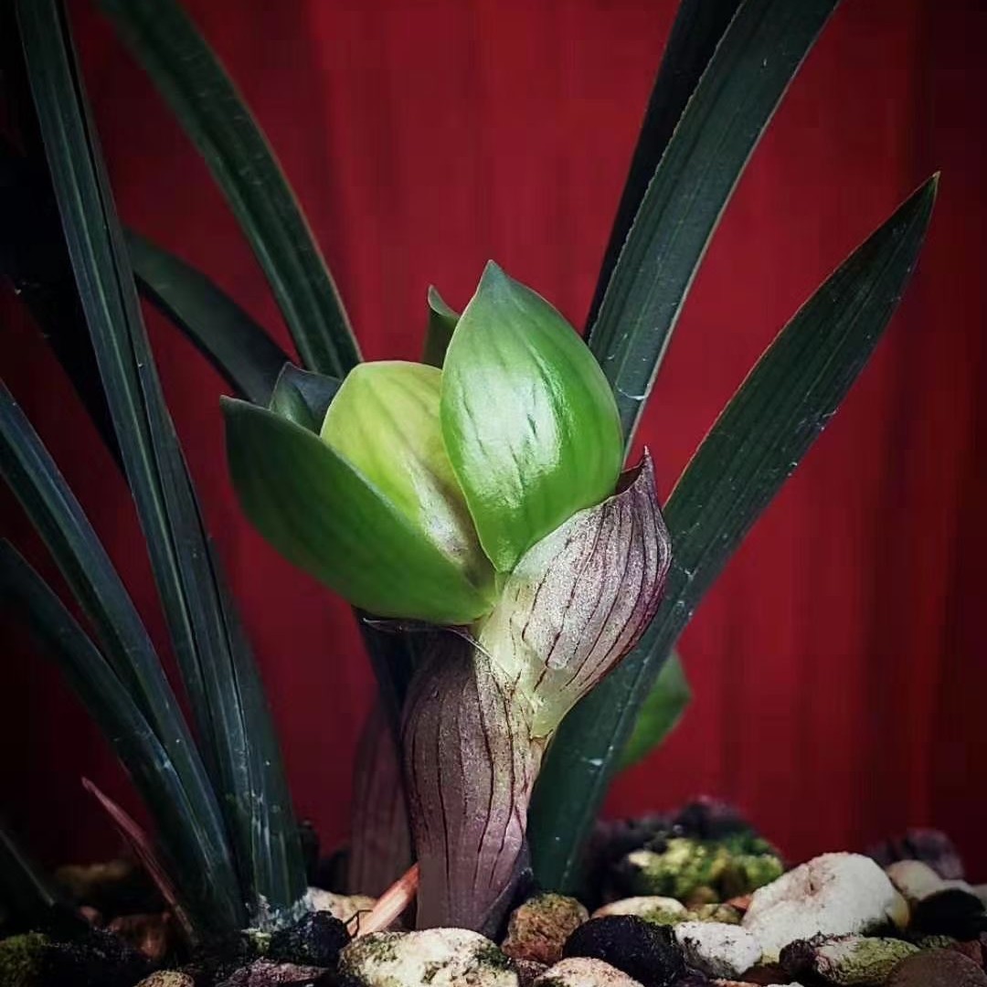 春兰 蕙兰 绿云带花苞