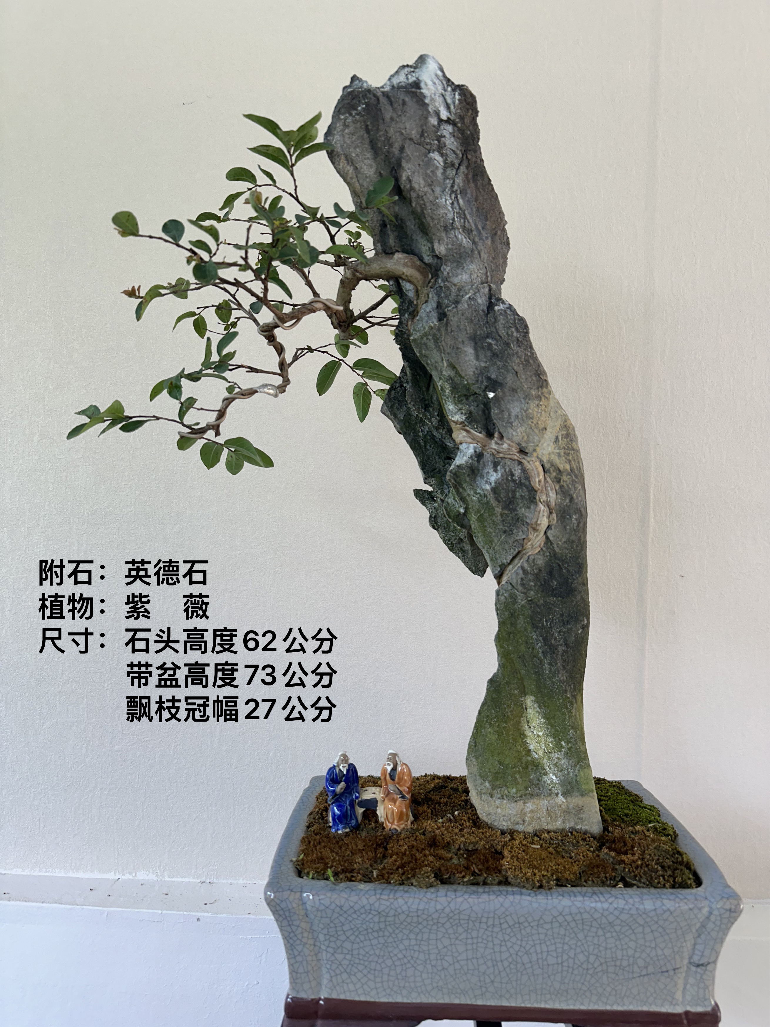 英德石附石小叶紫花紫薇