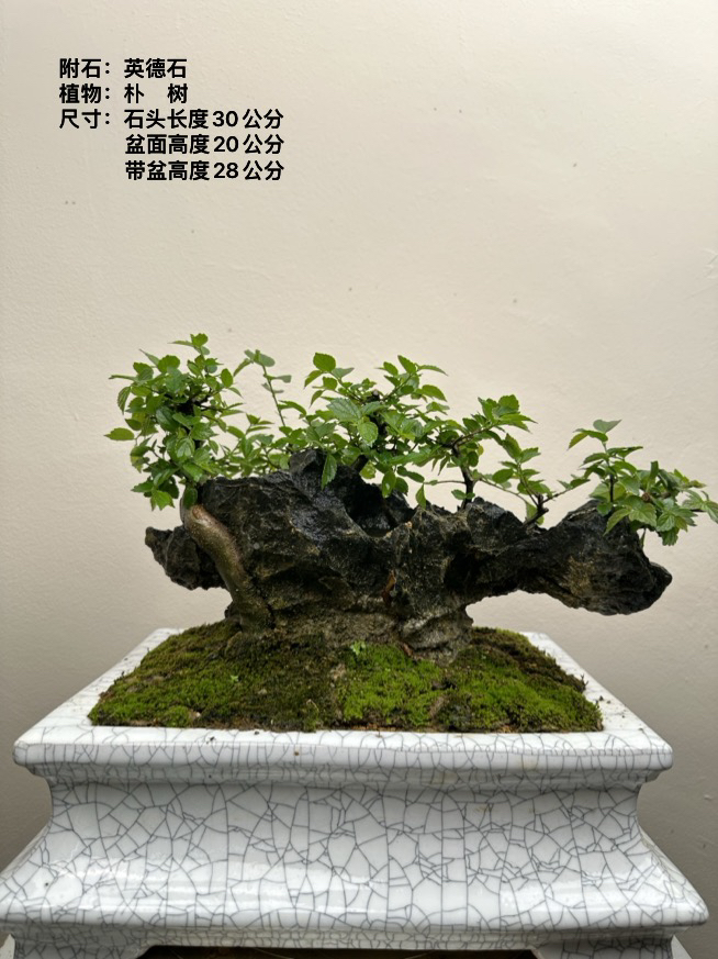 英德石附石朴树（相思）