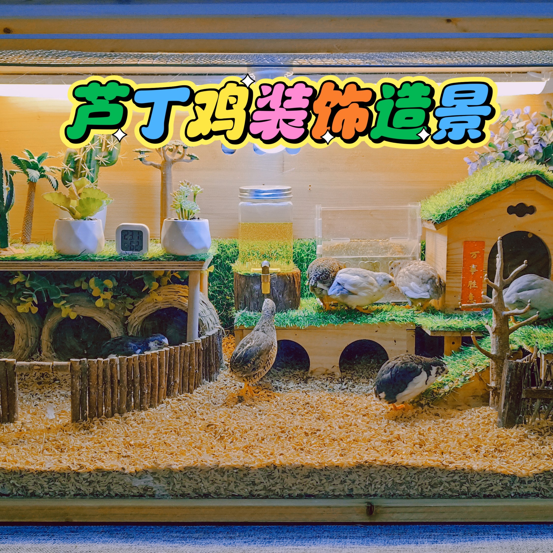 芦丁鸡造景饲养箱全套装饰桌子绿植草窝喂食器温度计围栏装饰