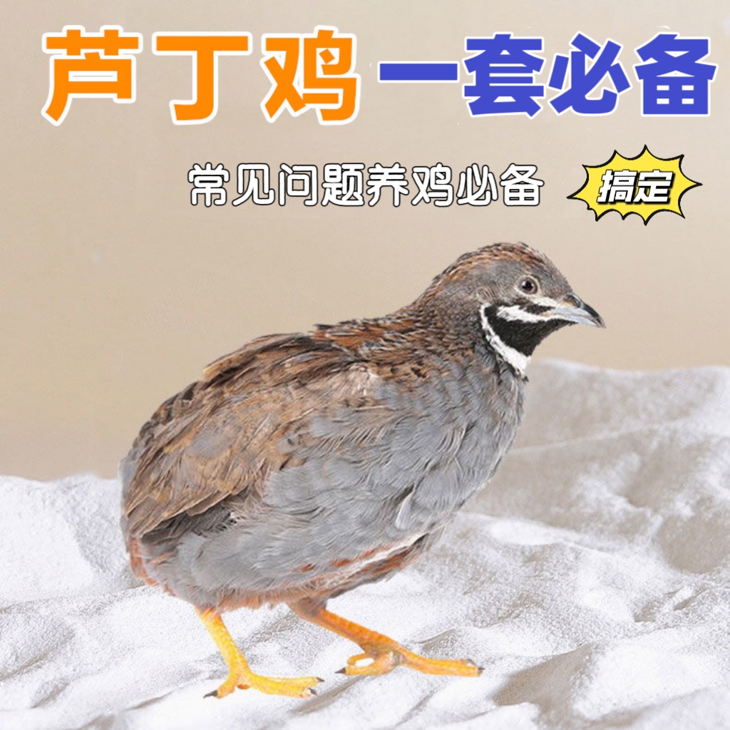 芦丁鸡用品垫料一套用品芦丁鸡垫料芦丁鸡套餐芦丁鸡用品一套
