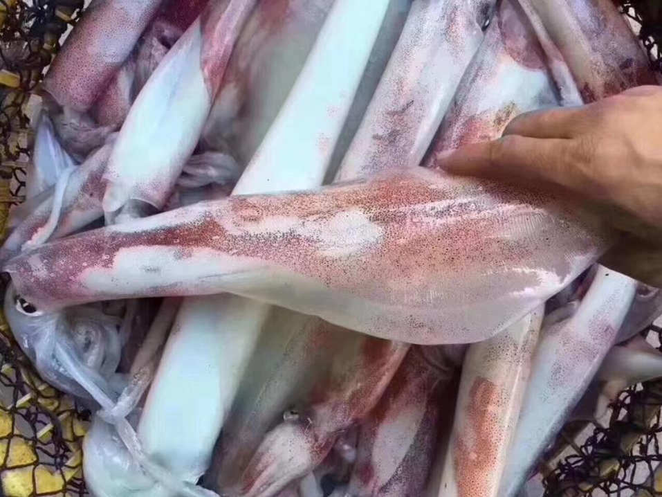 大鱿鱼