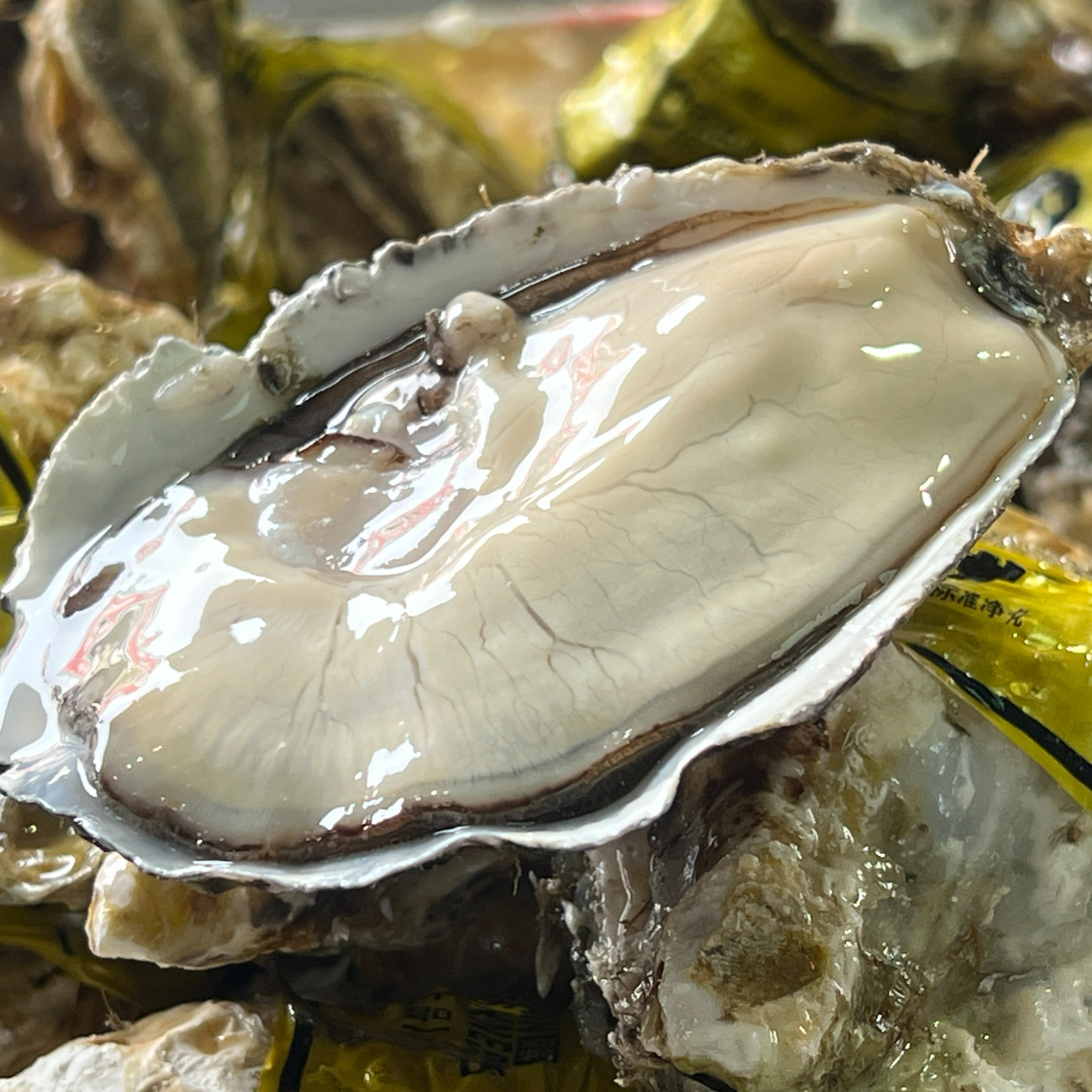 【特价】鲜活3两生蚝  【3个 】  125-170g/个 送开蚝刀  可帮开