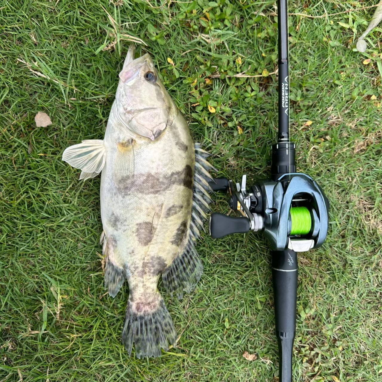 中古渔具路亚鱼竿泛用微物打黑