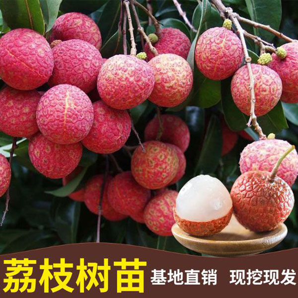 【29.9/3棵 送2袋肥料】精品荔枝果树苗 苗盆栽地栽 阳台庭院