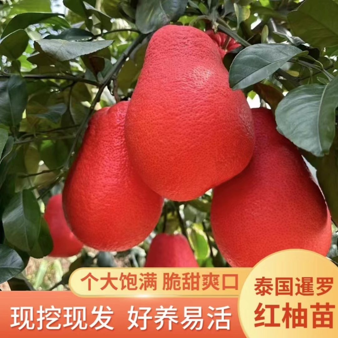 【29.9元3棵 正宗红心柚子树苗】柚子果树苗阳台庭院盆栽地栽无籽