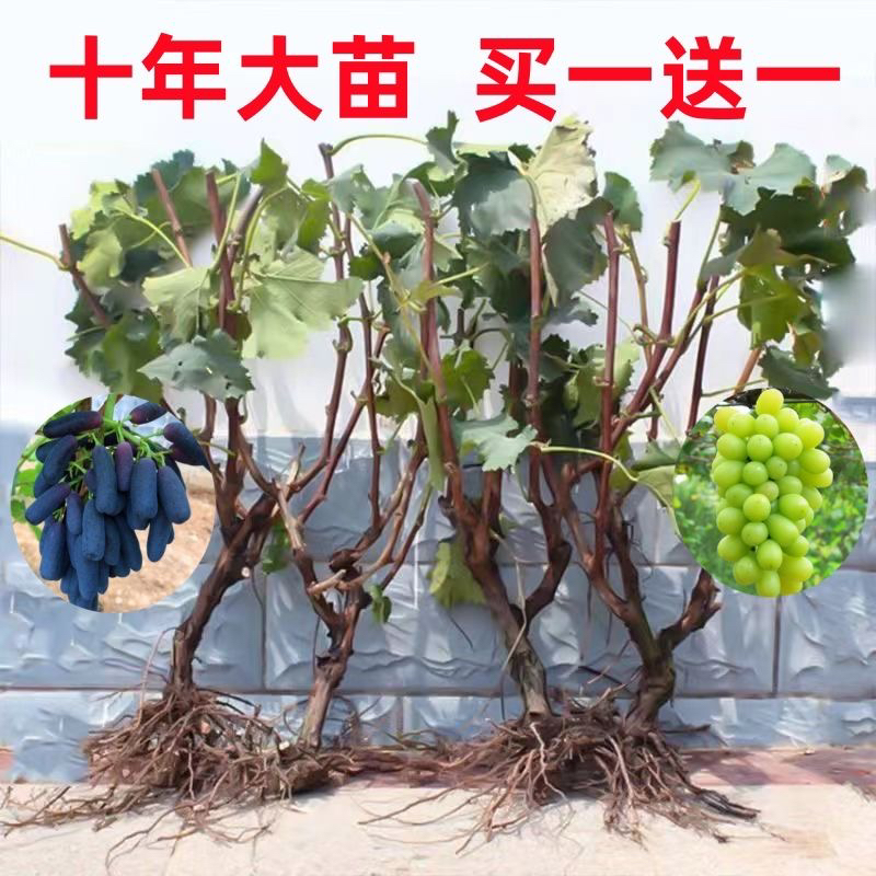 29.9发2颗！精品十年葡萄大苗 阳光玫瑰蓝宝石妮娜皇后南北方栽种