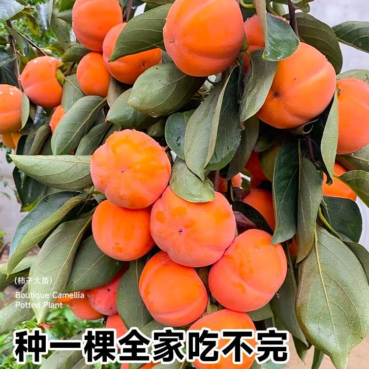 【39.9/2颗六年苗】正宗嫁接脆甜柿子树苗南北方盆载地栽基地直发