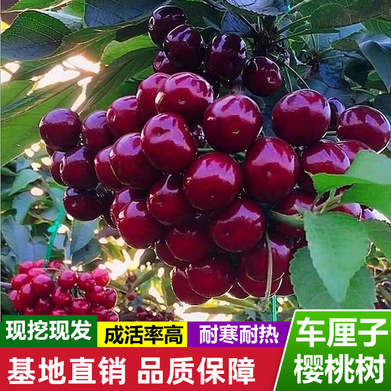 【19.9元发两颗！】车厘子树苗南方北方种植盆栽庭院果树