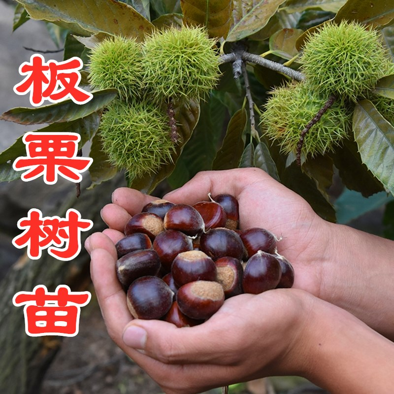 【嫁接耐寒板栗苗 29.9元3棵】南北方种植盆地栽庭院植物板栗树苗