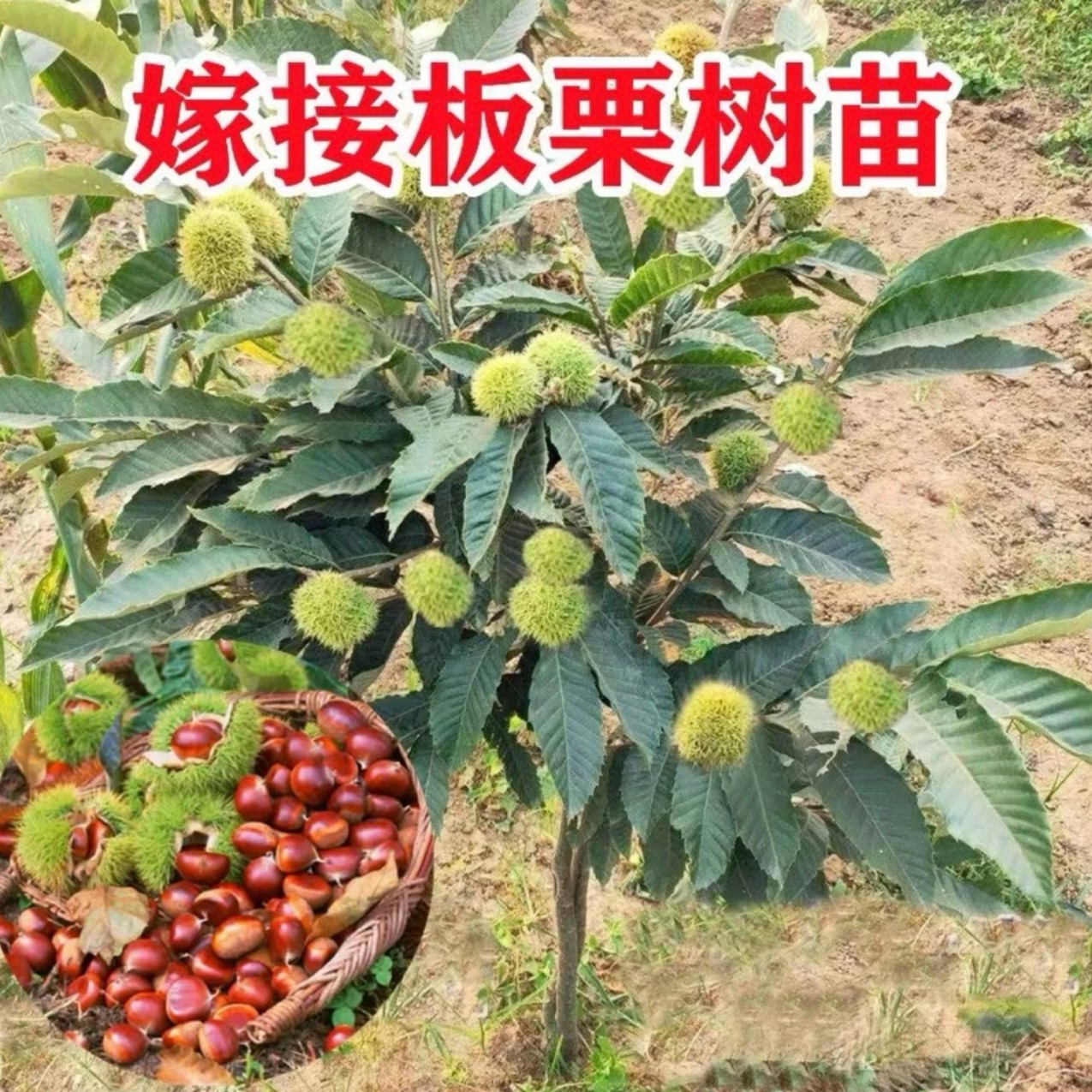 【19.9买一送一板栗嫁接苗】南北方种植地栽大果易存活嫁接苗大果苗