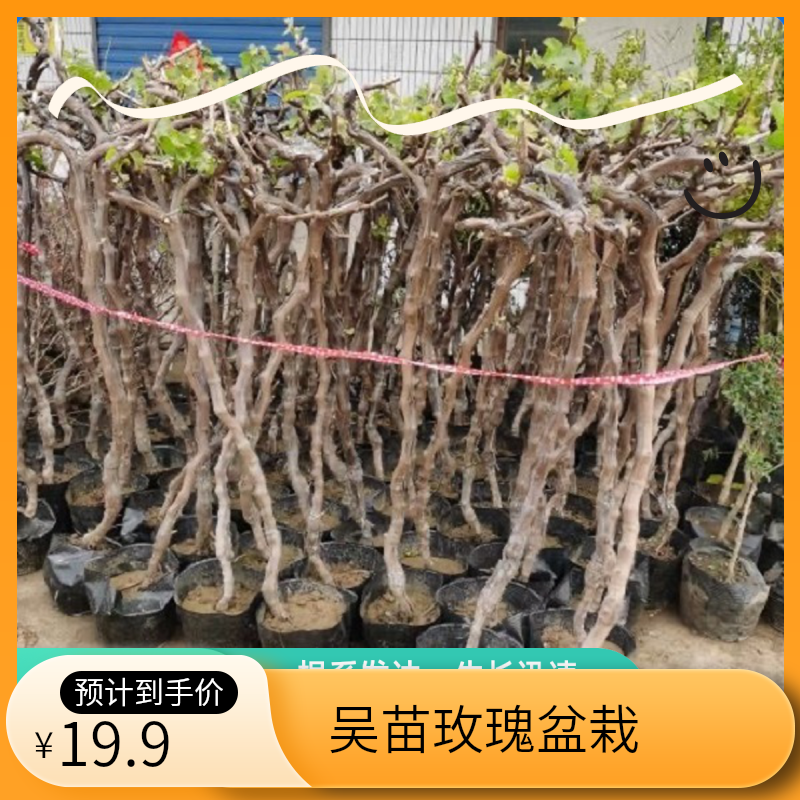 老吴苗多多【阳光玫瑰，飓风妮娜皇后】庭院室内盆栽地栽绿植盆景