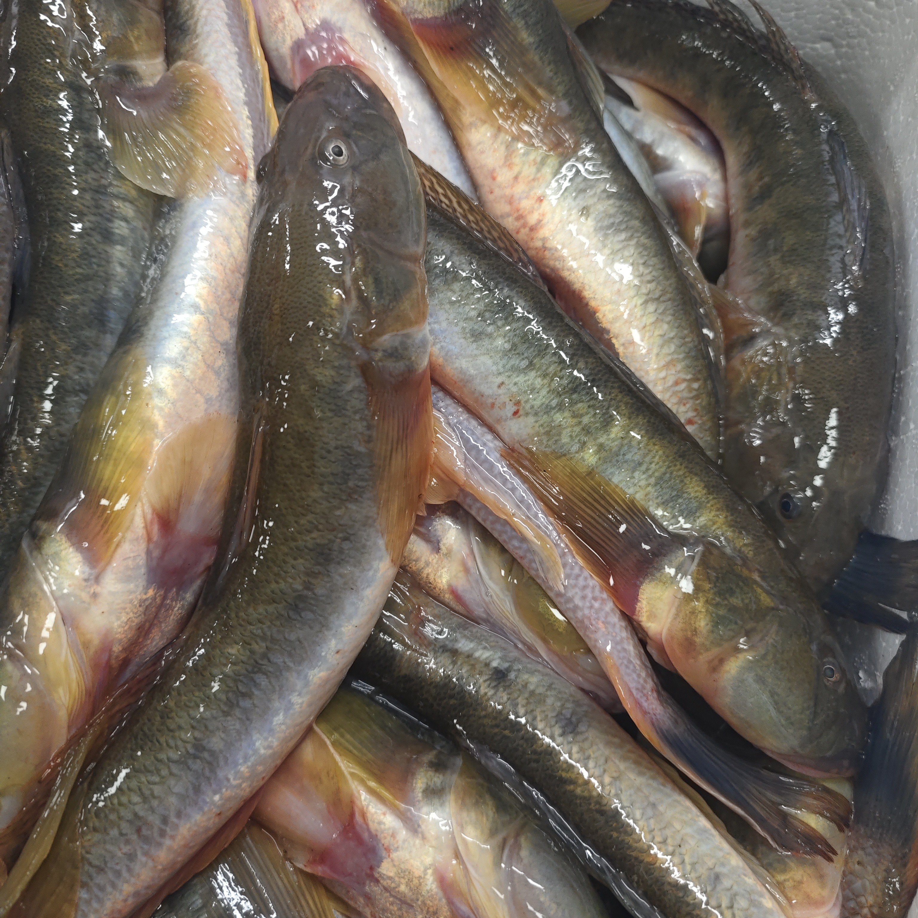 源源鲜-大连本地渤海湾新鲜的大胖头鱼3斤（3-4)味道鲜美 顺丰快递