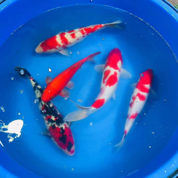 红白大正各种锦鲤（不包邮）