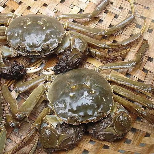 【活蟹】精品大闸蟹 2两左右一只 全母蟹 