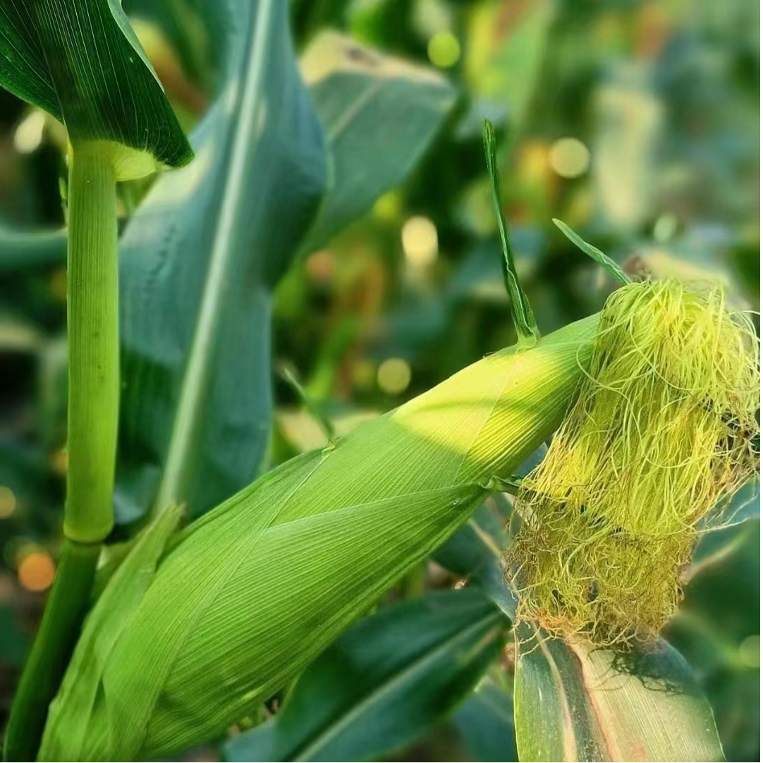 【艾琳】海南 甜糯包谷 又甜又糯 包谷净重3/5/10 去头去尾发货