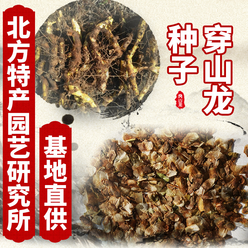 穿山龙（地龙骨）种子北方特产园艺研究所