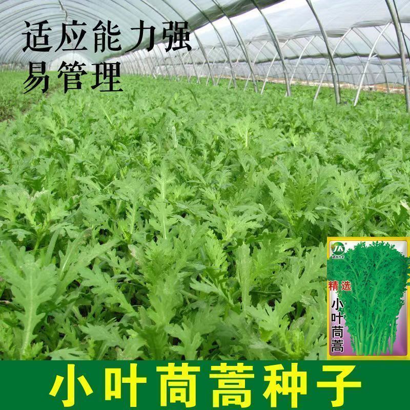 小叶茼蒿种子耐热耐寒菜种秋冬季种籽青菜蔬菜孑皇帝菜籽茼蒿菜种