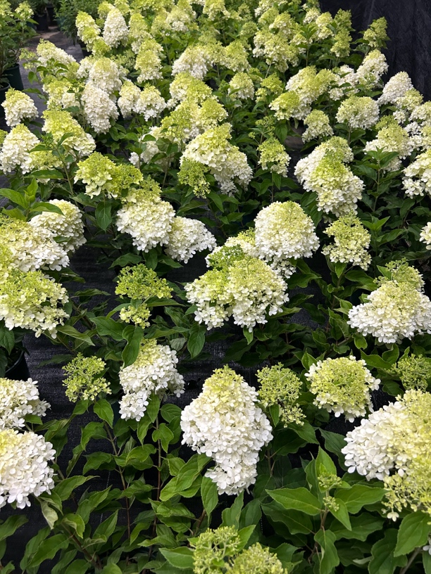 圆锥木绣球 露天苗 香草草莓 夏日美人 活力青柠 北极熊