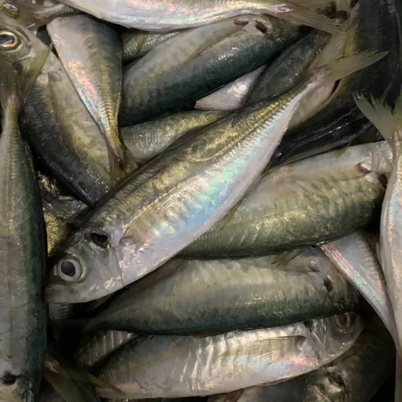 【5斤装】福建野生巴浪鱼新鲜冷冻无冰衣海鲜水产一整箱顺丰包邮