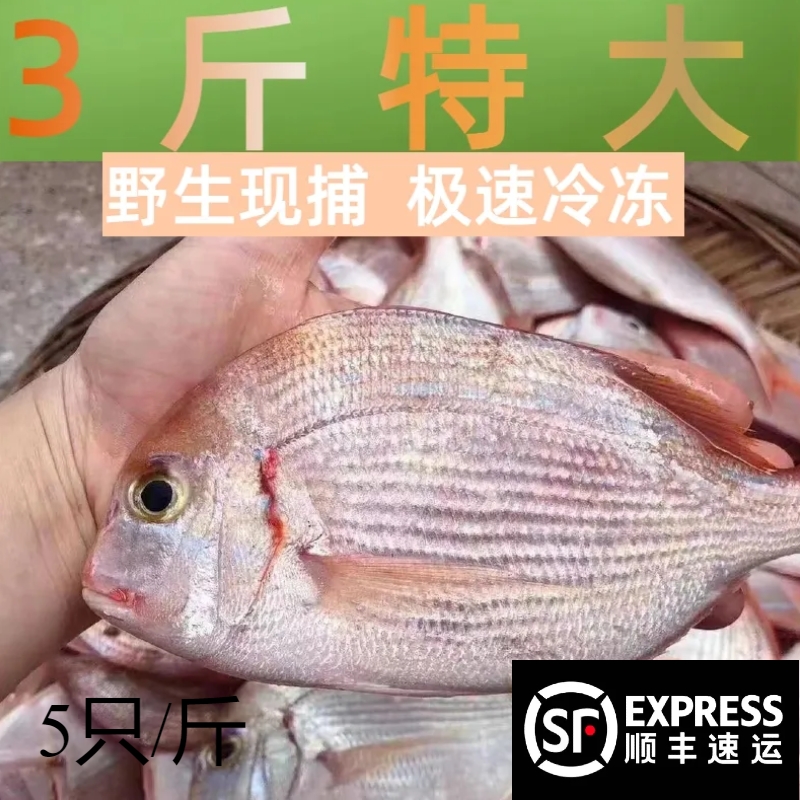 【顺丰包邮】5斤野生赤棕鱼新鲜捕捞速冻无冰净重肉质鲜嫩