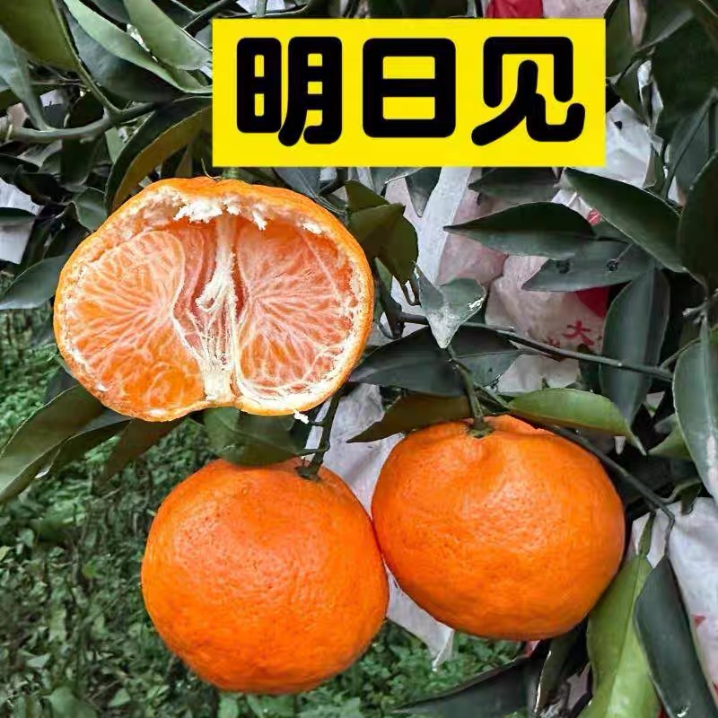 云南高原明日见柑橘皇后皮薄多汁新鲜采摘现发