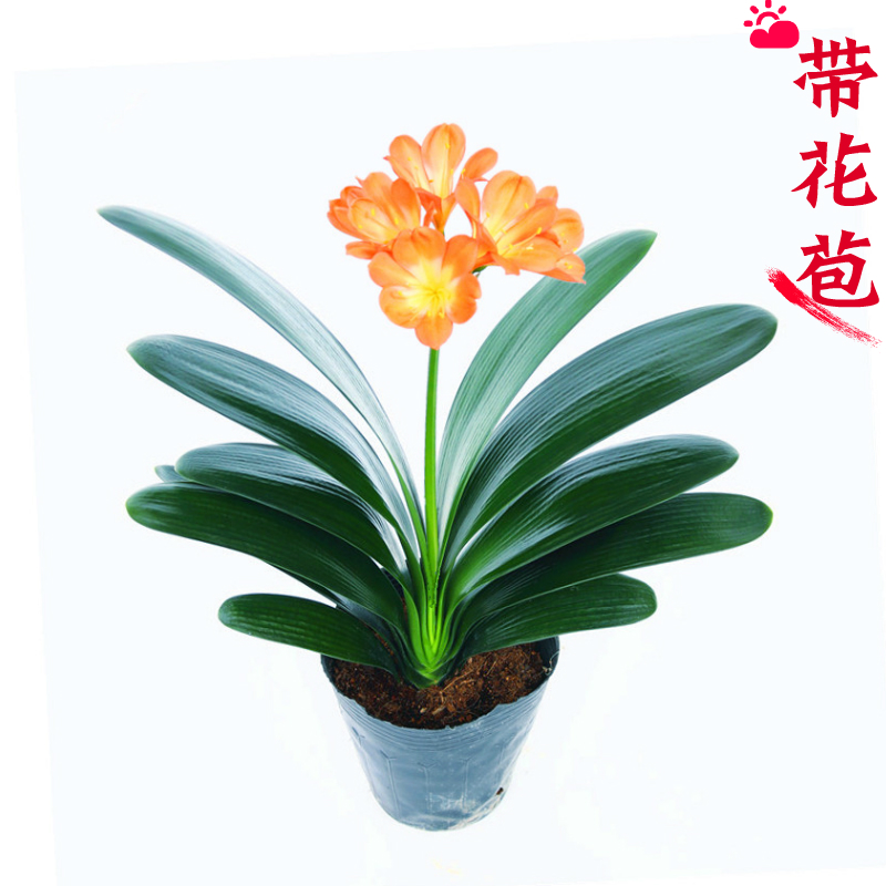  精品君子兰国兰室内客厅书房好养花卉盆栽【带花苞】