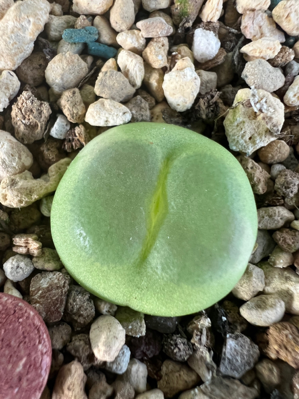 拉灯肉锥，5年以上的母本株