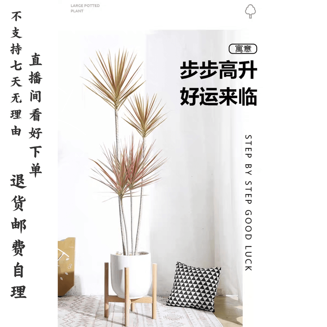 千年木七彩马尾铁客厅室内大小型绿植吸甲醛净化空气（不含盆)