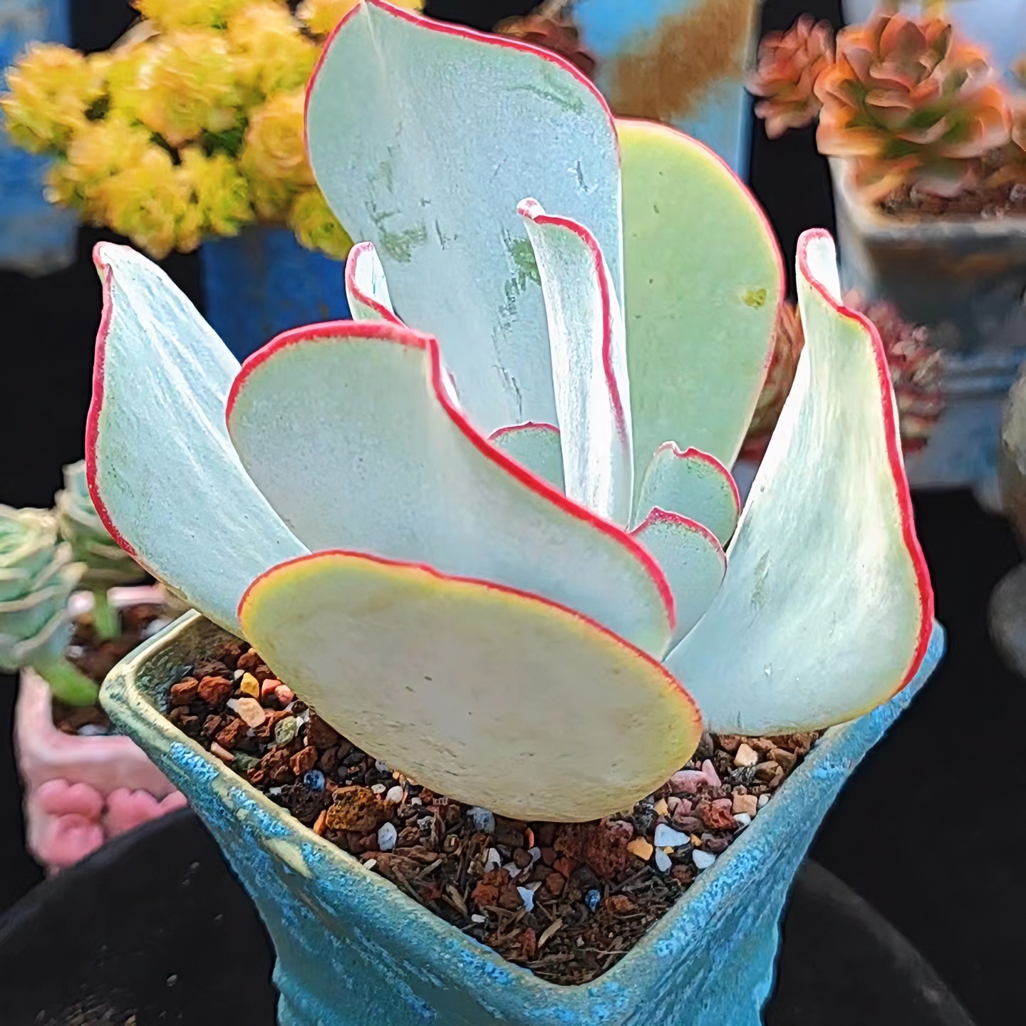 精品老桩一物一拍，找对应金额购买