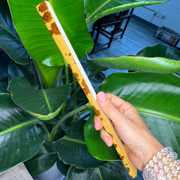 市级非遗方鸿亮代表作品无肩直方老云妃大紫花9.7寸16方2.0排口