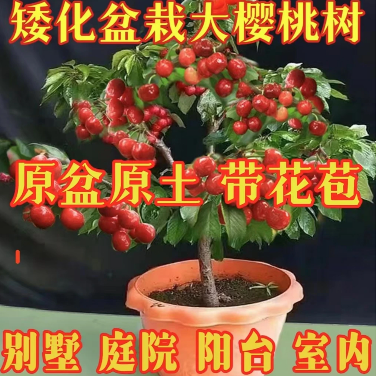 原盆原土带花苞车厘子树盆栽地栽南北方均可种植