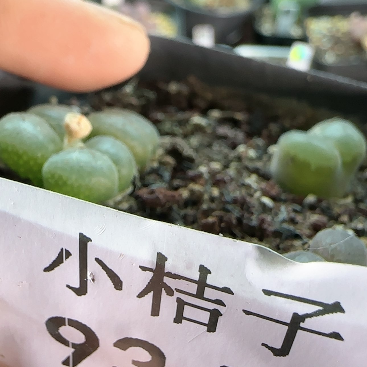 【闪购商品】9345