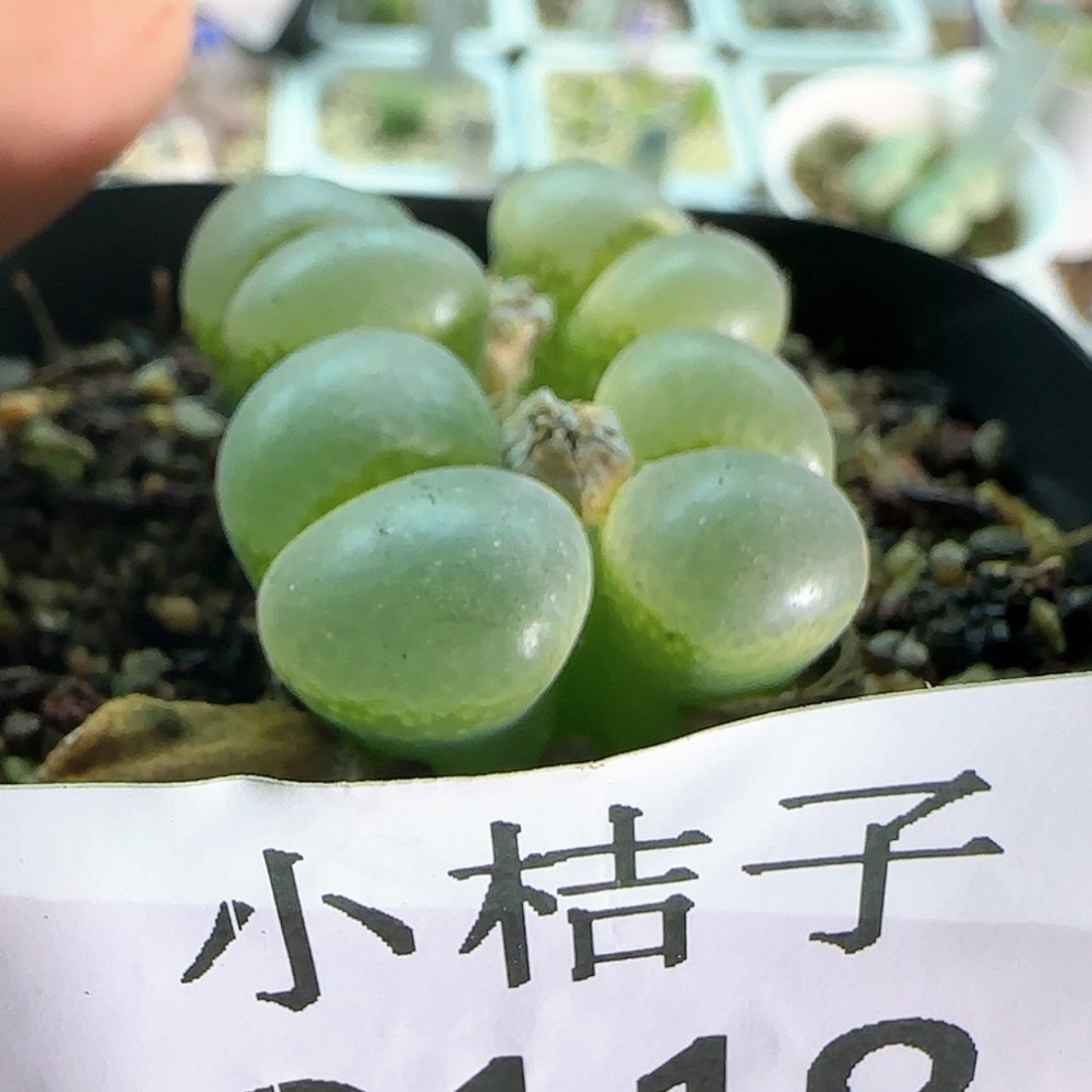 【闪购商品】9119。